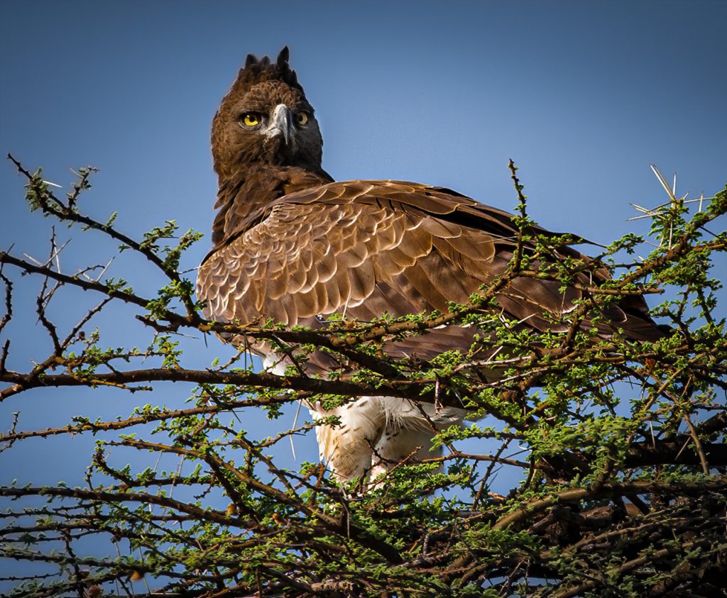 Martial Eagle - Judy Lanier
